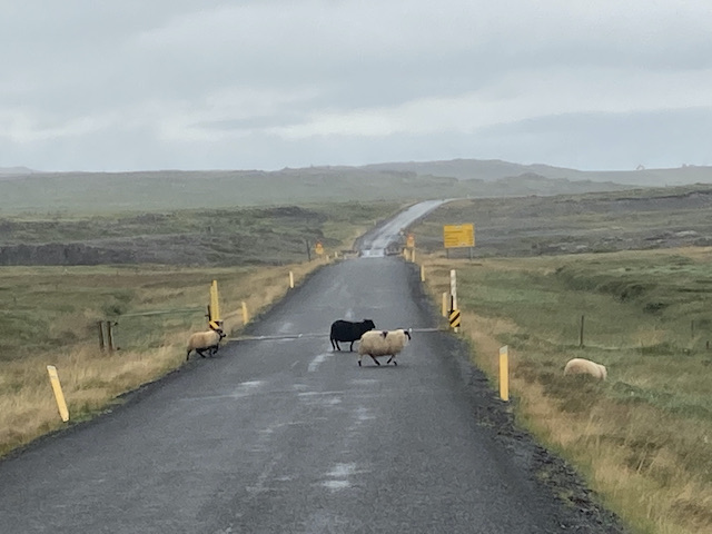 車道を横切る4匹の羊