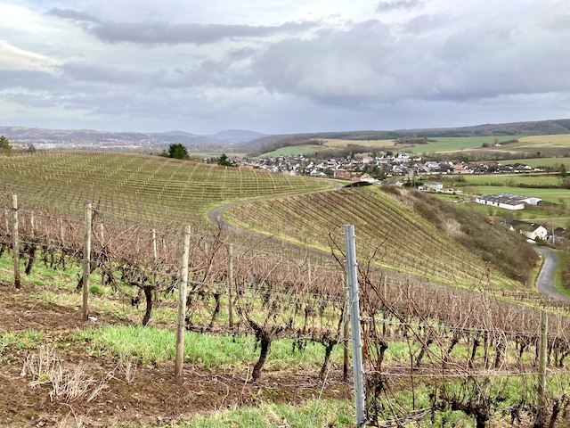 小高く傾斜のある丘にずらっと並んだ、葉のないワイン畑
