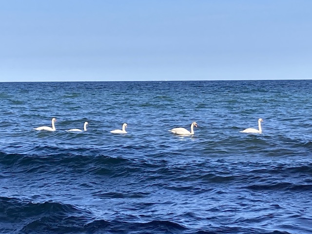 一列になって海を泳いでいる5匹の白鳥