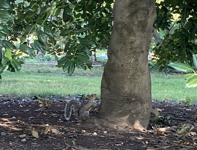 地面から木の幹に触れて、登ろうとしているリス