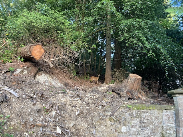 林の入り口で立ち止まり、こちらをじっと見ている子鹿