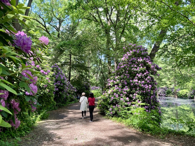 明るい陽の光の中で、新緑と紫色のシャクナゲの花が鮮やかな公園を歩く人たち