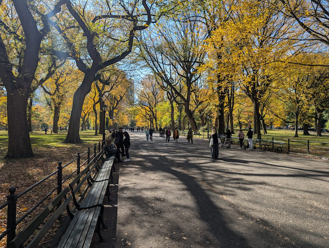青空の下、黄色に色付いた木が並ぶ公園の通り